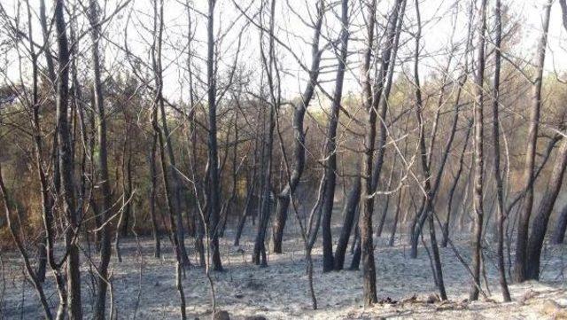 Ormanlık Alanda Yangın Çıktı, 3 Hektarlık Alan Zarar Gördü