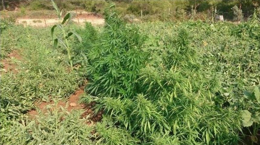 Marmaris&rsquo;te 100 K&ouml;k Hint Keneviri Ele Ge&ccedil;irildi