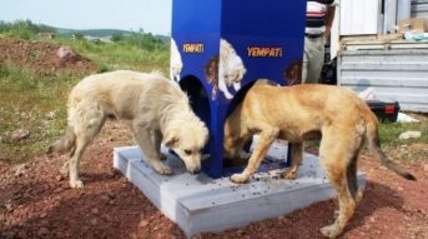 Kocaeli&rsquo;de Kavurucu Sıcaklarda Sokak Hayvanları A&ccedil; Ve Susuz Kalmıyor
