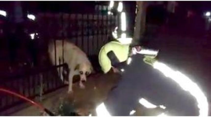 Demir Parmaklıklara Sıkışan K&ouml;peği İtfaiye Kurtardı