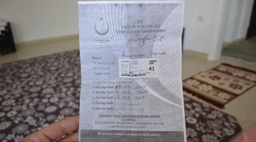 Başıboş K&ouml;pekler Sokakta Korku Sa&ccedil;ıyor