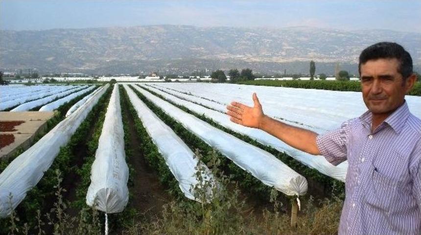 Sarıg&ouml;l Ovası Beyaza B&uuml;r&uuml;nd&uuml;