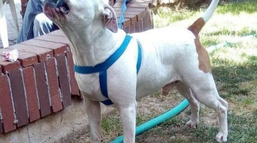 İzmir&rsquo;deki Pitbull Dehşetinin Sorumlusu Yakalandı