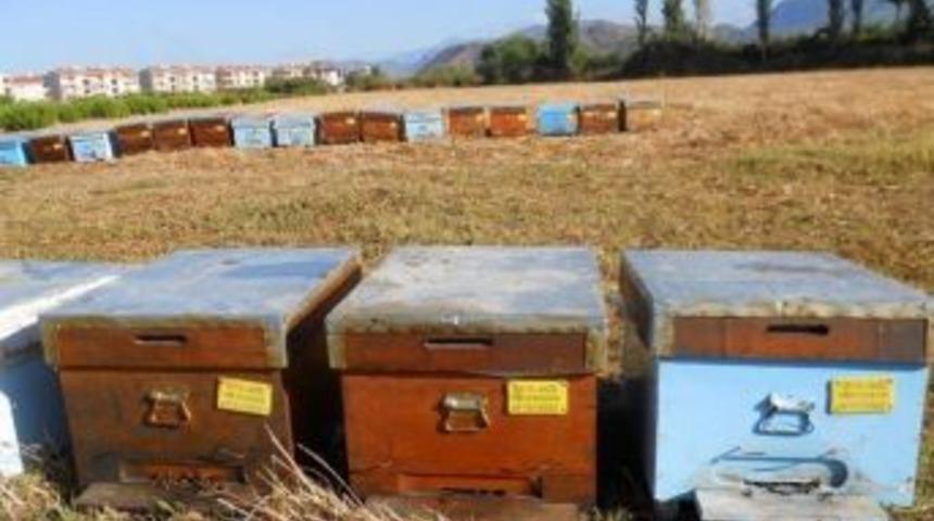 Dalaman&rsquo;da Arı Kovanı Desteklemeleri &Ouml;deniyor.
