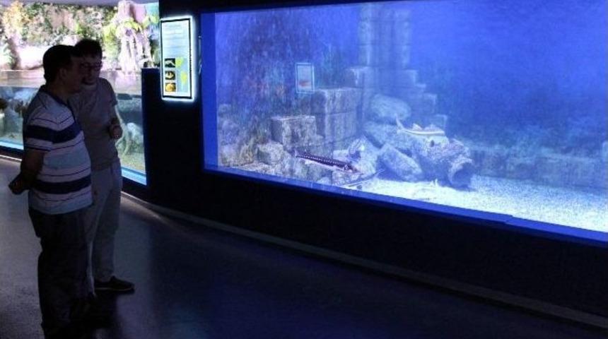 T&uuml;rkiye&rsquo;nin Tek &lsquo;altın Mersin&rsquo; Balığı Eti Sualtı D&uuml;nyasında