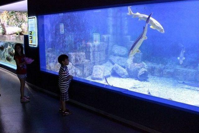 Türkiye’nin Tek ‘altın Mersin’ Balığı Eti Sualtı Dünyasında 1