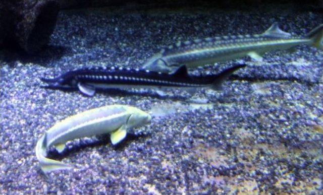 Türkiye’nin Tek ‘altın Mersin’ Balığı Eti Sualtı Dünyasında 2