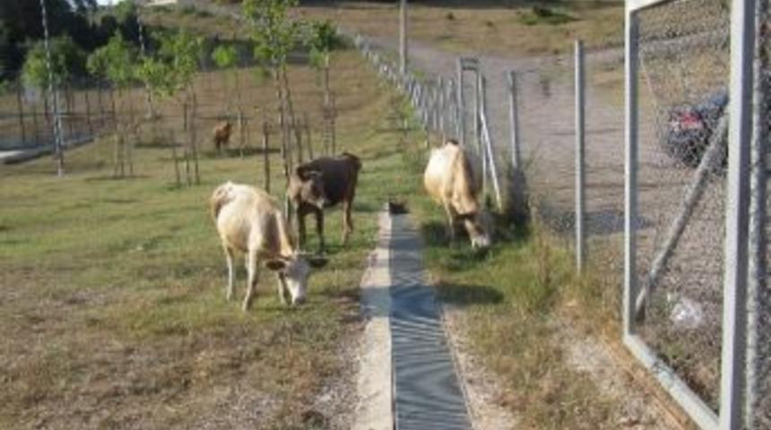 Başıboş Gezen Hayvan Sahiplerine Ceza