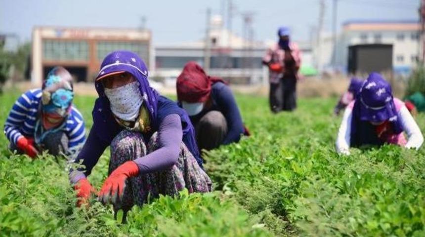 Adana'da Rekor Sıcaklar Kavuruyor (2)