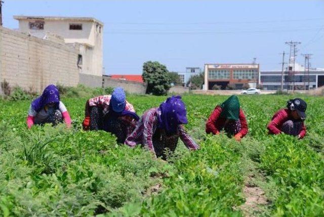 Adana'da Rekor Sıcaklar Kavuruyor (2)