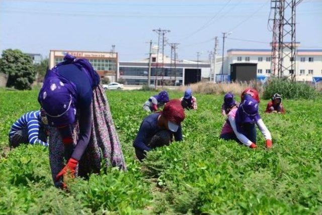 Adana'da Rekor Sıcaklar Kavuruyor (2)