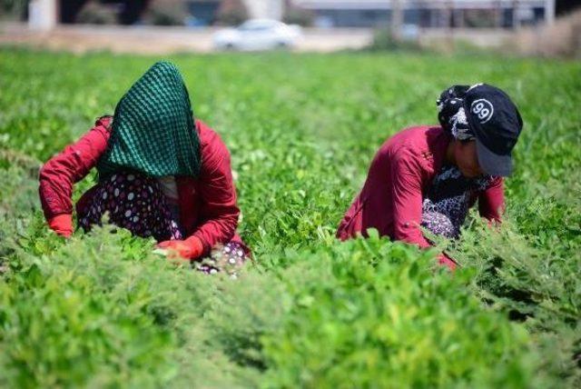 Adana'da Rekor Sıcaklar Kavuruyor (2)