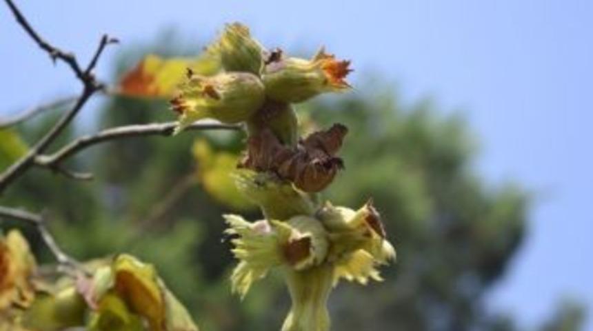 Alaplı&rsquo;da Fındık Hasadı Erken Başladı