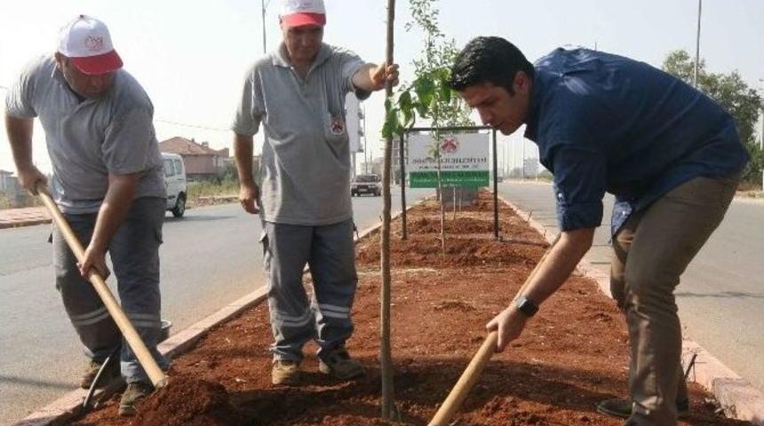 D&ouml;şemealtı Turun&ccedil; Ve Narenciye Kokacak