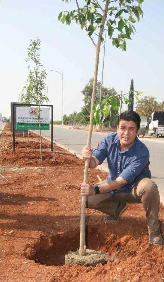 Döşemealtı Turunç Ve Narenciye Kokacak 1