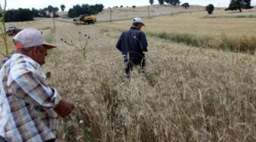 Buğdayda Bu Yıl Hem Rekolte Hem De Kalite D&uuml;ş&uuml;k