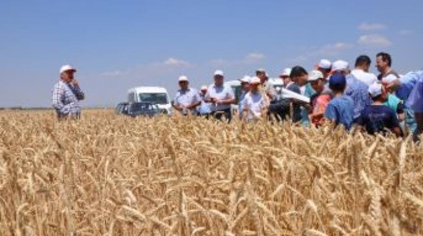 Altıntaş&rsquo;ta Tarla G&uuml;n&uuml;