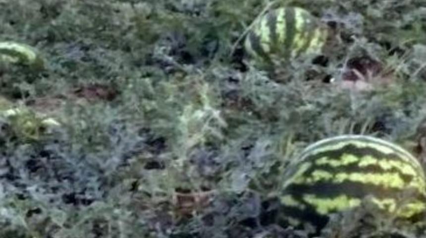 Misafirleri İ&ccedil;in 4 D&ouml;n&uuml;m Karpuz Tarlası Ekti