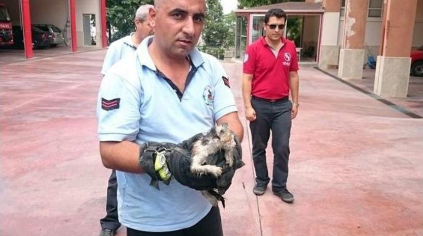 Denizli İtfaiyesinden Kedi Kurtarma Operasyonu
