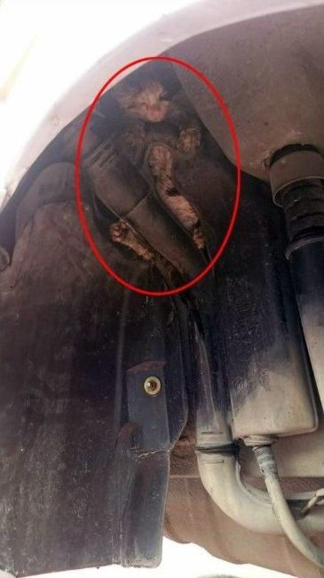 Denizli İtfaiyesinden Kedi Kurtarma Operasyonu 1