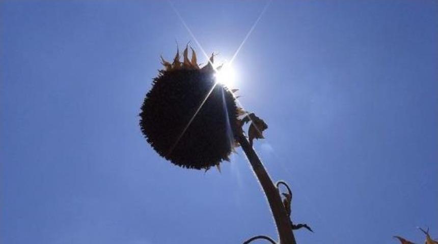 Kuraklık Ay&ccedil;i&ccedil;eği &Uuml;reticisini Vurdu