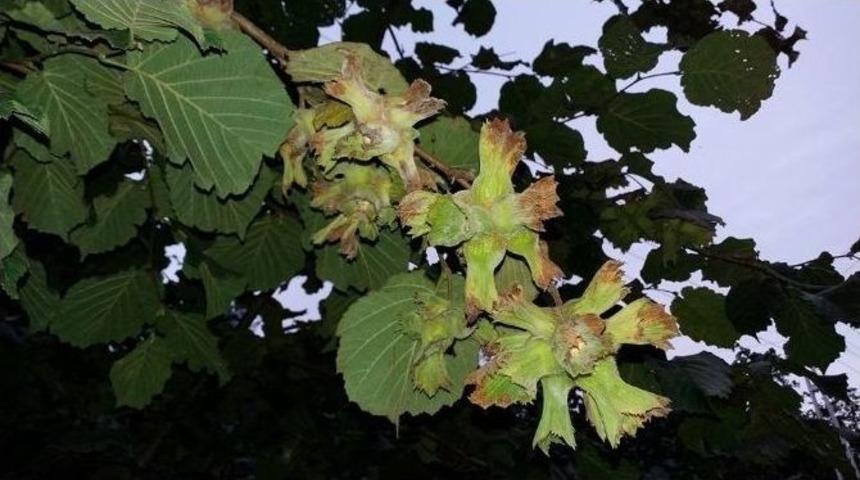 "fındıkta 8 Ağustos&rsquo;tan &Ouml;nce Bah&ccedil;eye Girmeyin" &Ccedil;ağrısı