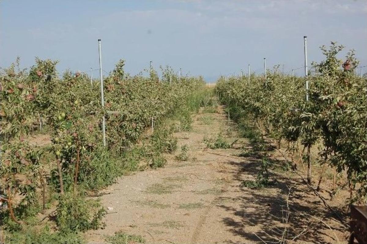 (&ouml;zel Haber) Bitlis&rsquo;ten T&uuml;rki Cumhuriyetlerine Elma İhracatı