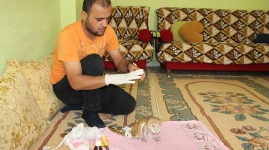 Hayvansever Vatandaş Baykuşun Hayatını Kurtardı