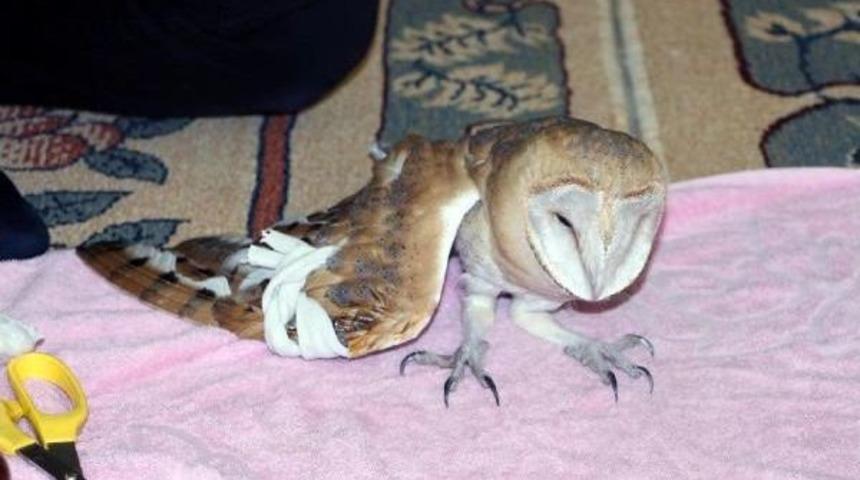 Silopili Vatandaş, Yaralı Pe&ccedil;eli Baykuşu Veterinere G&ouml;t&uuml;rd&uuml;