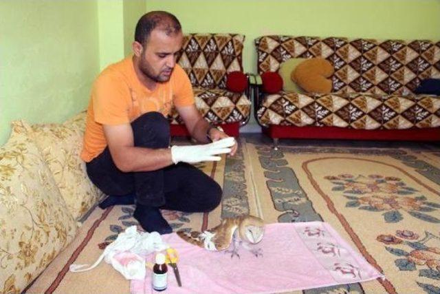 Silopili Vatandaş, Yaralı Pe&ccedil;eli Baykuşu Veterinere G&ouml;t&uuml;rd&uuml; 3