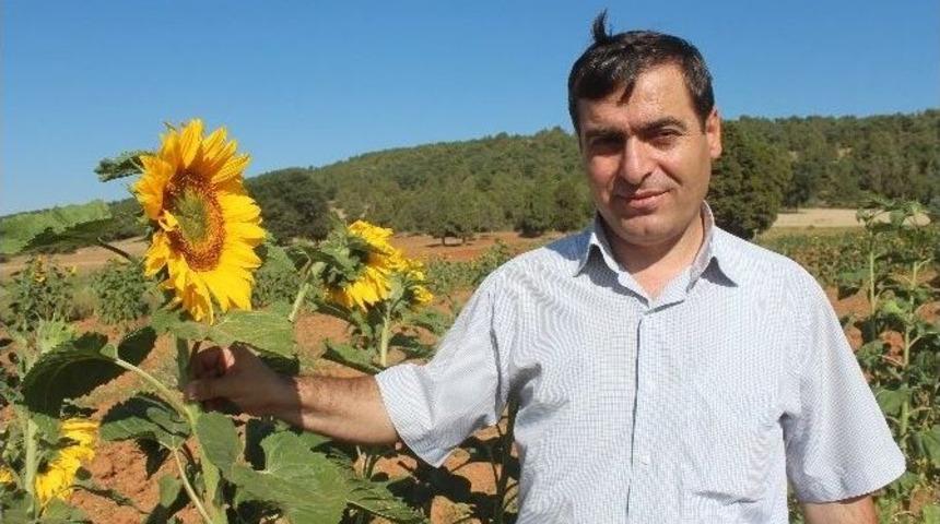 H&uuml;y&uuml;k&rsquo;te Ay&ccedil;i&ccedil;eği &Uuml;retimine Kuş Engeli