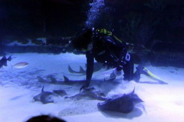 Sıcaklık Onları Etkilemiyor 1