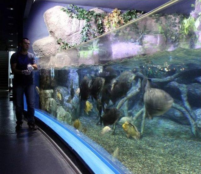 Sıcaklık Onları Etkilemiyor 3