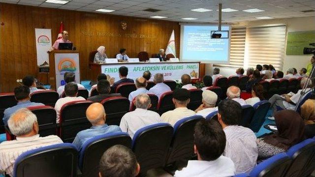 Fındıkta Aflatoksin Uyarısı