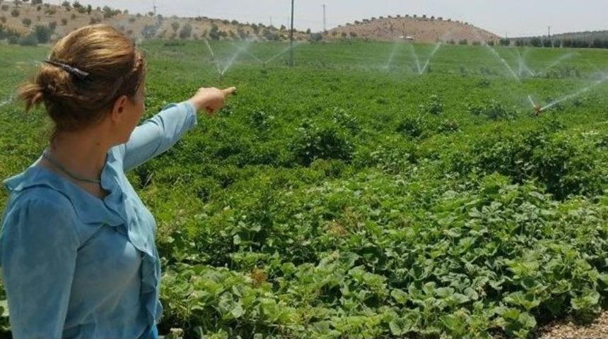 Modern Basın&ccedil;lı Bireysel Sulama Tesisinde Olumlu Gelişmeler