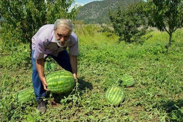 Dolu Ve Fırtına Tokatlı Çiftçiyi Vurdu