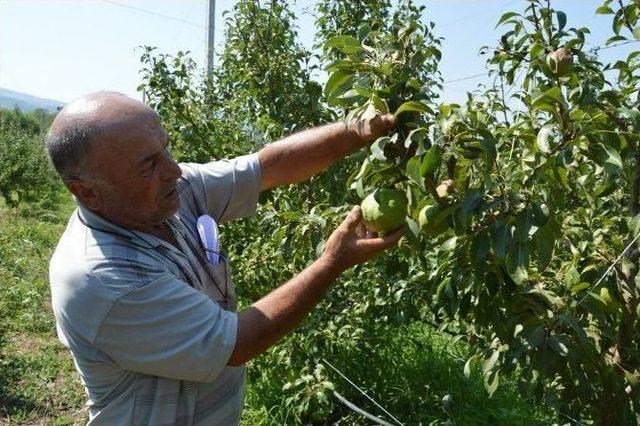 Dolu Ve Fırtına Tokatlı Çiftçiyi Vurdu