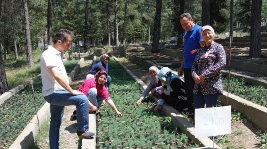 Ormancı Kadınlar Fidanları Bebek Gibi B&uuml;y&uuml;t&uuml;yor