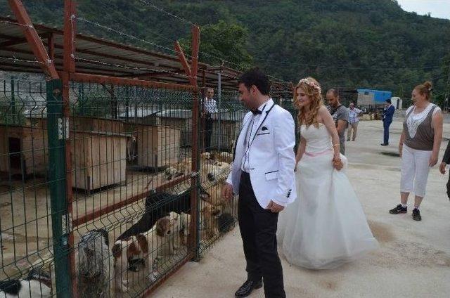 Yeni Evlenen &Ccedil;ift, D&uuml;ğ&uuml;n Fotoğrafına Verecekleri Parayı Barınakdaki Hayvanlara Bağışladı 1