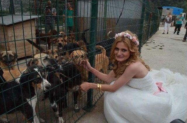 Yeni Evlenen &Ccedil;ift, D&uuml;ğ&uuml;n Fotoğrafına Verecekleri Parayı Barınakdaki Hayvanlara Bağışladı 2