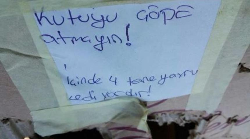 Bomba Sanılan Kutudan Yavru Kedi &Ccedil;ıktı