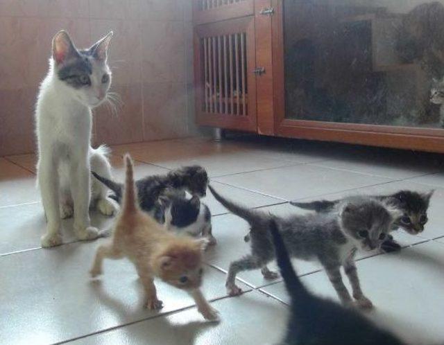 Bomba Sanılan Kutudan Yavru Kedi Çıktı