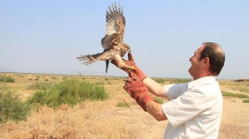 Yavru Şahin&rsquo;e Hayat Veren Tedavi