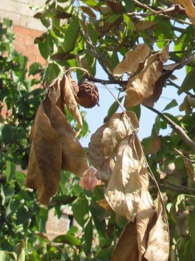 Gaziantep&rsquo;te Ceviz Ağa&ccedil;ları Sıcaktan Kurudu 2
