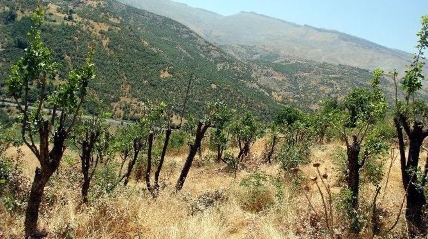 Yabani Bıttım Ağa&ccedil;ları Aşılandı