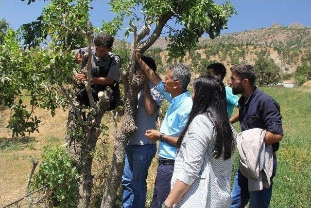 Yabani Bıttım Ağaçları Aşılandı