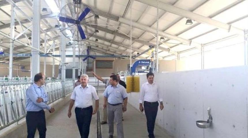 Bu &Ccedil;iftlikteki İnekler Krallar Gibi Yaşayacak