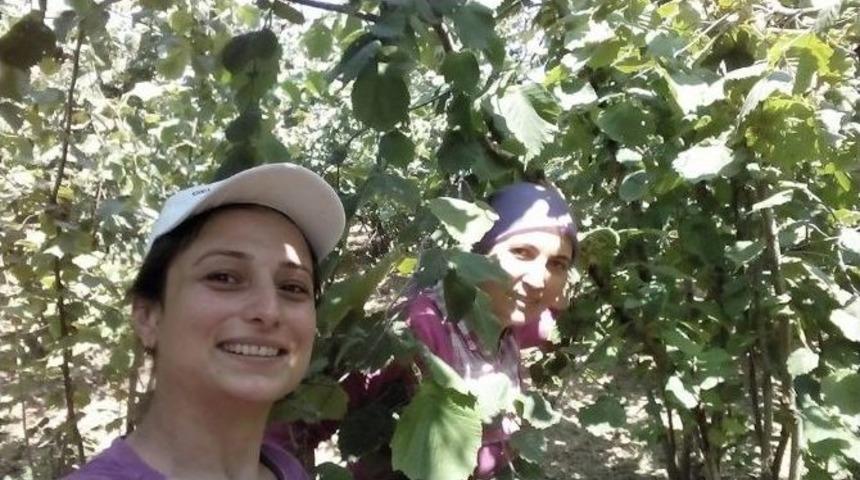 Ak&ccedil;akoca&rsquo;da Fındık Toplanmaya Başlandı