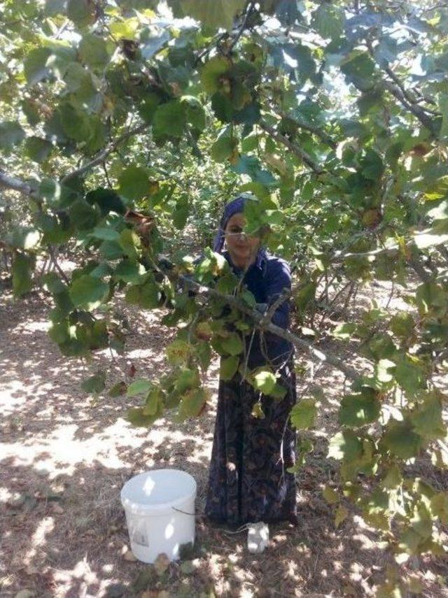 Akçakoca’da Fındık Toplanmaya Başlandı 3