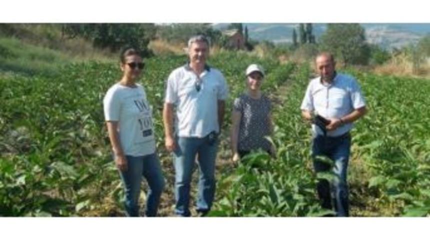 Tarım Arazilerinde Hastalık Kontrol&uuml;